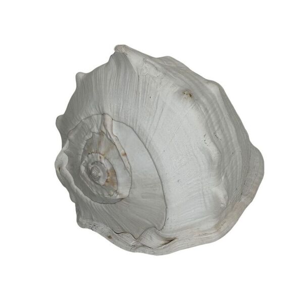 Seashell Helmet Conch Shell Cassis Cornuta Rare Beach Ocean Nautical Decor - Picture 7 of 11